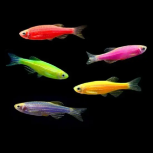 Glofish MIX